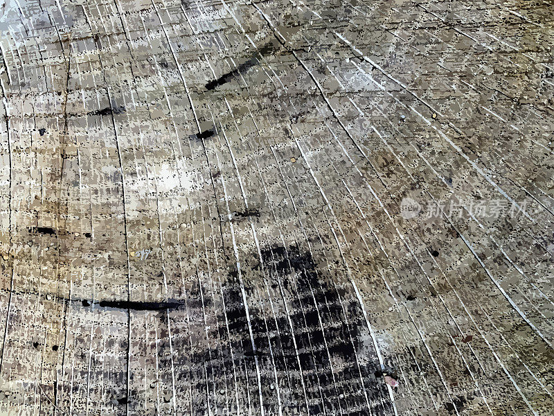 木材树切片-垃圾纹理。黑色灰尘Scratchy Pattern。抽象的背景。矢量设计作品。变形的效果。裂缝。